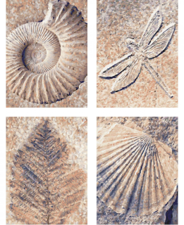 Fosilie (4 obrazy v balení 18 x 24 cm) Schipper